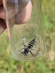 Triepeolus donatus