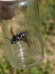Triepeolus donatus