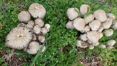 Agaricales