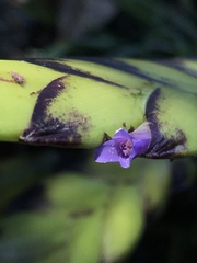 Tillandsia lajensis