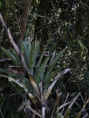 Tillandsia lajensis