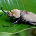 Elephant Beetles - Photo (c) je_munoz, some rights reserved (CC BY-NC), uploaded by je_munoz