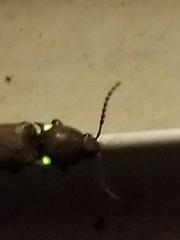 Deilelater physoderus