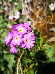 Primula farinosa