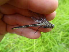 Phanogomphus borealis