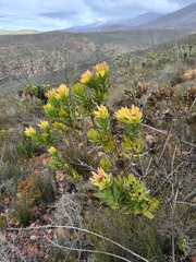 Leucadendron burchellii