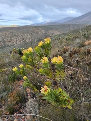 Leucadendron burchellii