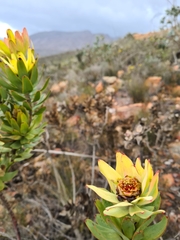 Leucadendron burchellii