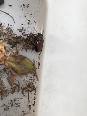 Pterostichus burmeisteri