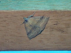 Phytometra viridaria