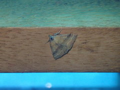 Phytometra viridaria