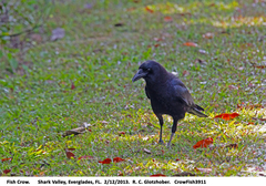 Corvus brachyrhynchos image