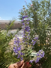 Vitex agnus-castus