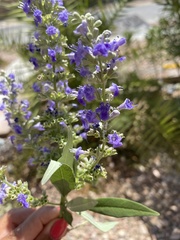 Vitex agnus-castus