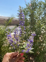Vitex agnus-castus