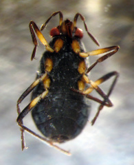 Microvelia pulchella