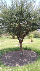 Vachellia schaffneri