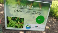 Vachellia schaffneri