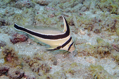 Eques lanceolatus