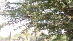 Vachellia schaffneri