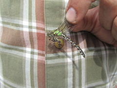 Ophiogomphus colubrinus