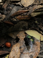 Blepharicnema splendens