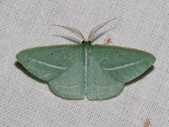Chlorocoma stereota