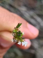 Diosma pilosa