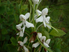 Image of Habenaria leonensis