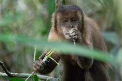 Sapajus nigritus