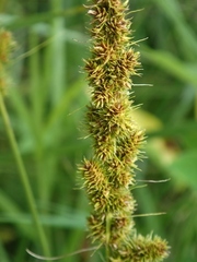 Carex vulpinoidea