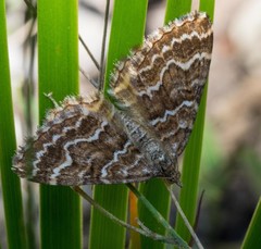 Chrysolarentia heliacaria