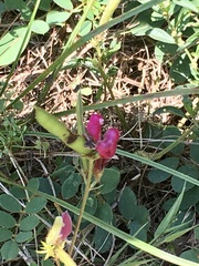 Tephrosia onobrychoides