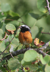 Phoenicurus phoenicurus phoenicurus