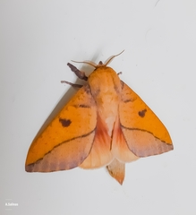 Adeloneivaia