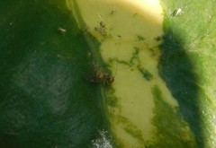 Ectopsocidae