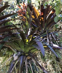 Tillandsia pastensis