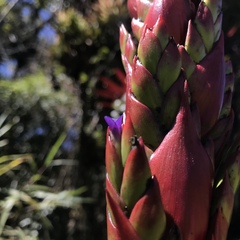 Tillandsia pastensis