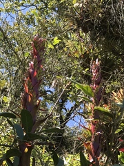 Tillandsia pastensis