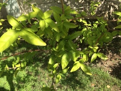 Wrightia religiosa