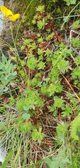 Saxifraga hypnoides