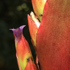 Tillandsia pastensis