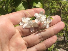Wrightia religiosa
