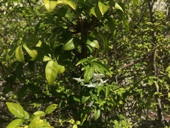 Wrightia religiosa