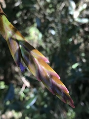 Tillandsia denudata