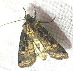 Opigena polygona