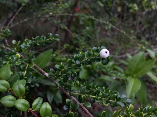 Scolosanthus versicolor
