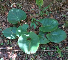 Silphium compositum reniforme
