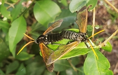 Isanthrene perboscii