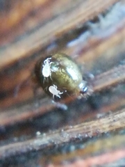 Acaridae